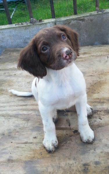 puppy strangles/cellulitis