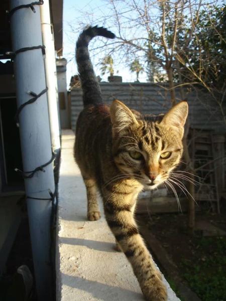 Showing off my lovely 14 year old rescue cat