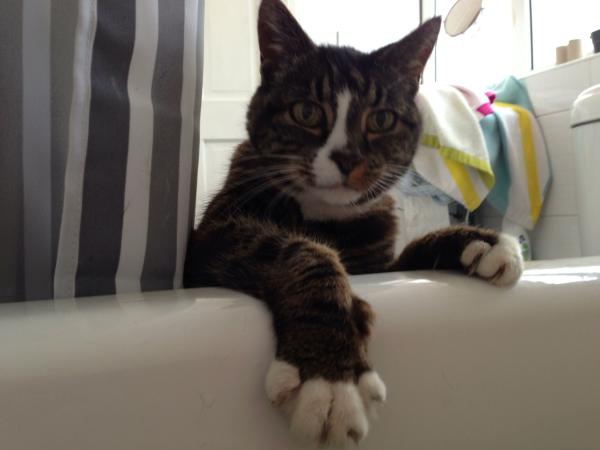Thread to post photos of your cats