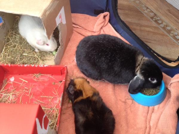 Get your furries out!!