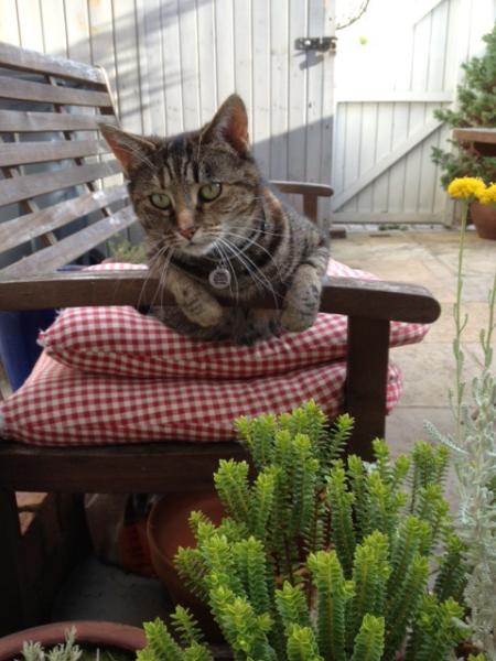 Thread to post photos of your cats