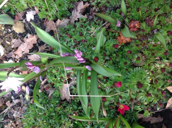 …if winter comes, can Spring be far behind? 2014 beckons us...