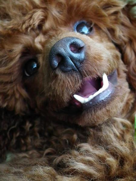 SHOW OFF YOUR DOGS! We can finally post photos here!