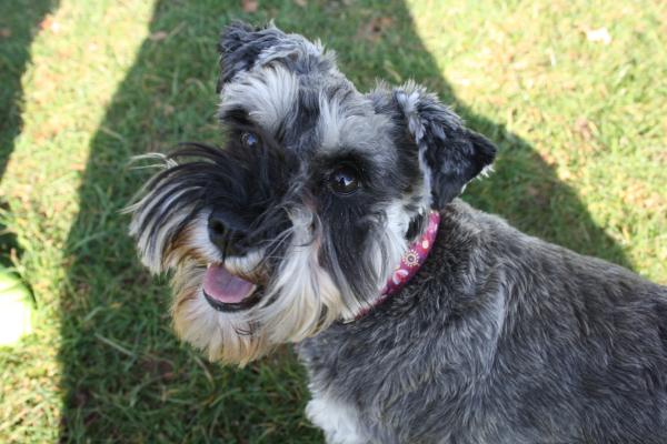 SHOW OFF YOUR DOGS! We can finally post photos here!