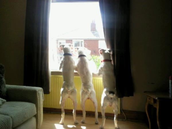 Does your dog make you feel safe?