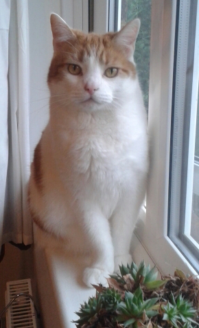 Showing off my lovely 14 year old rescue cat
