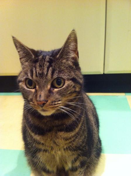 Thread to post photos of your cats