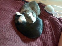 Get your furries out!!