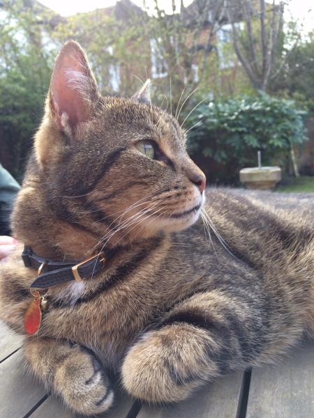 Showing off my lovely 14 year old rescue cat