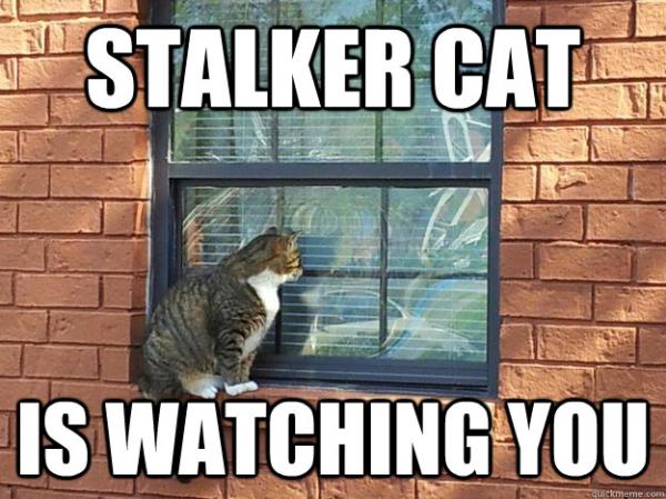to think my neighbour is being incredibly unreasonable about our cat?