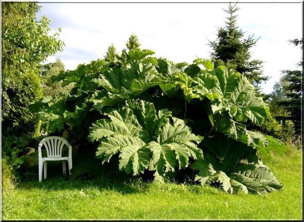 What can I grow in a boggy, shady part of the garden?