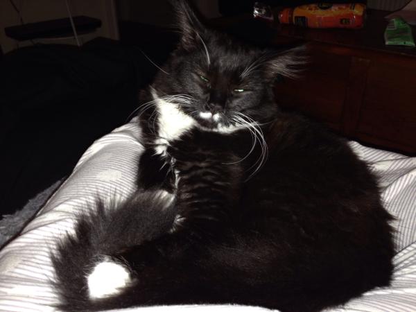 Thread to post photos of your cats