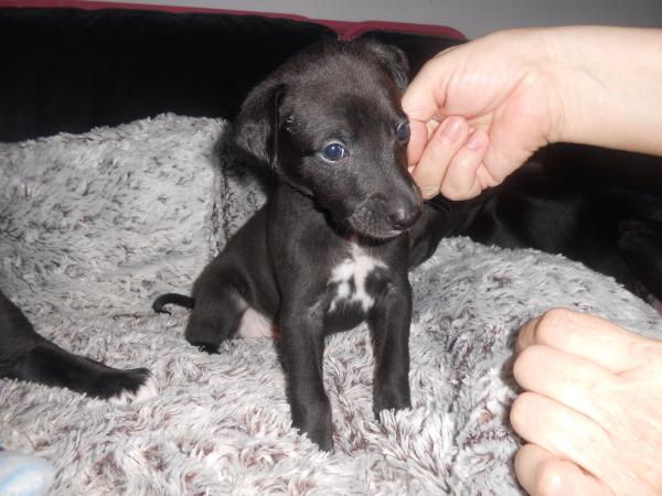 My new puppy!