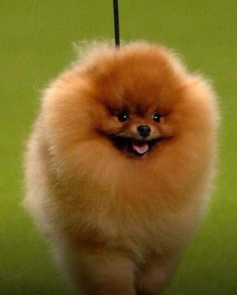 Muskesmut Wenchchat and Titillations part IV