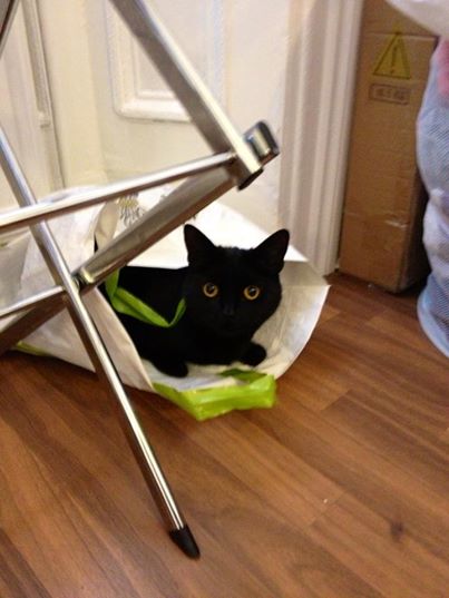 Thread to post photos of your cats