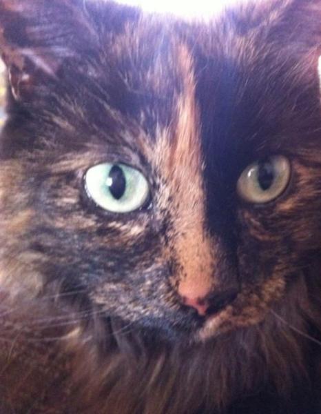 Thread to post photos of your cats