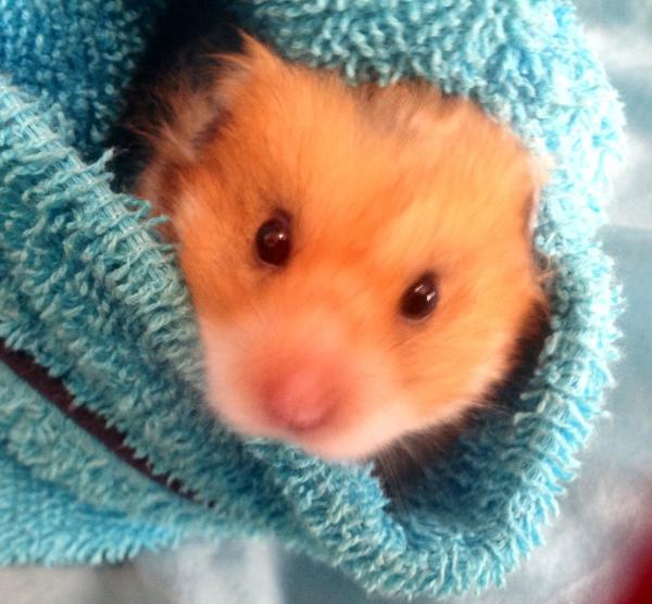 Get your furries out!!