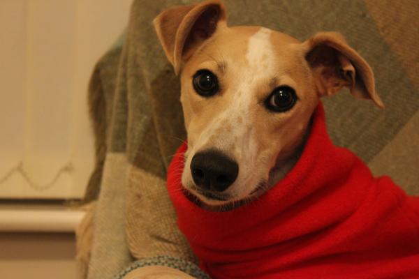 Are you a Greyhound, Whippet or Lurcher owner? Come and have a seat on another new pointy hounds cushion!