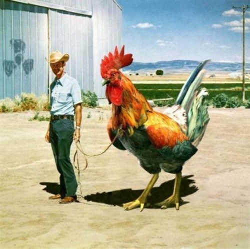 to ask how you make a chicken last the week without poisoning the entire family