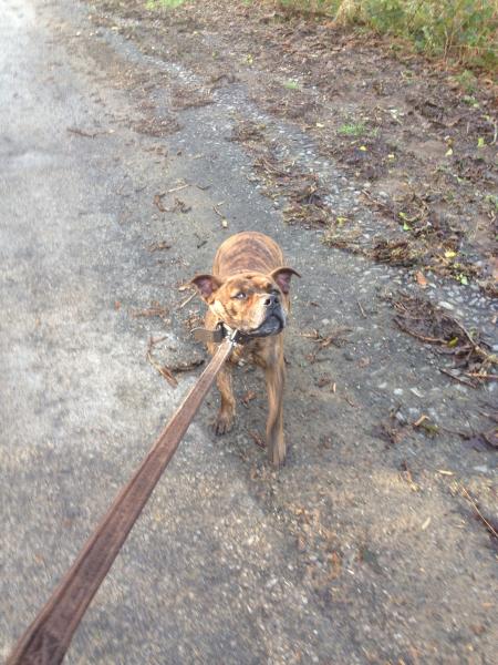 Runners thread - runners of all abilities welcome