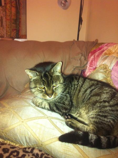 Showing off my lovely 14 year old rescue cat