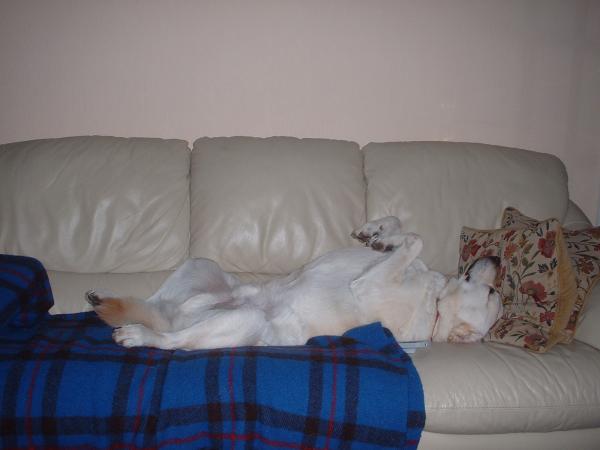 Pet pics