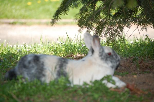 Get your furries out!!