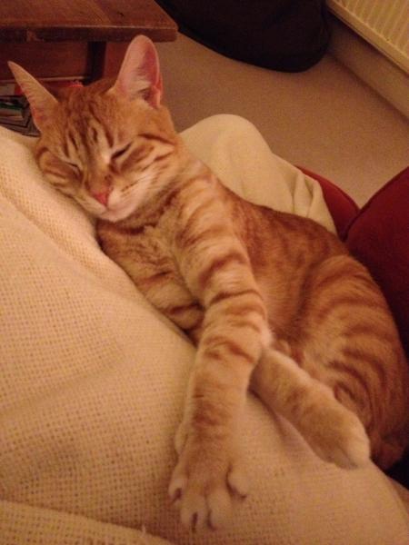 Thread to post photos of your cats