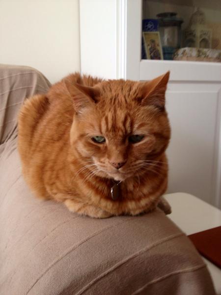 Pets at Home teaming up with cat charities to 'sell' cats?