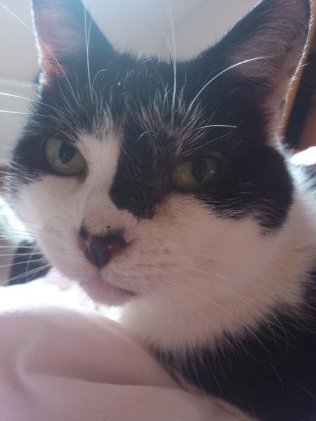 Thread to post photos of your cats