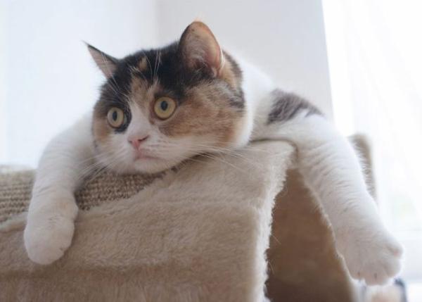 to think my neighbour is being incredibly unreasonable about our cat?