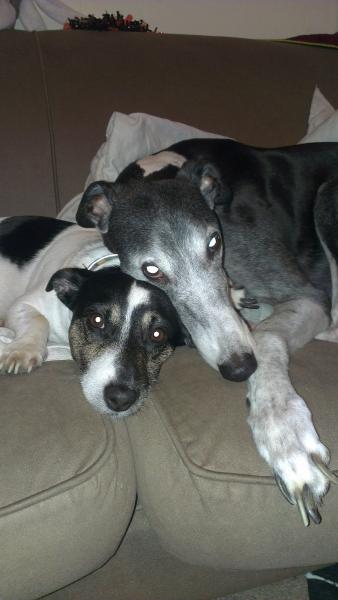 SHOW OFF YOUR DOGS! We can finally post photos here!