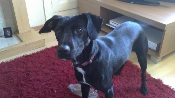 does your dog jump like a kangaroo with excitement ?