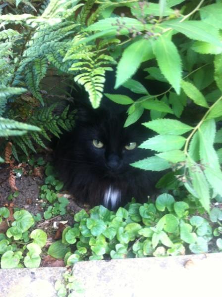 to think my neighbour is being incredibly unreasonable about our cat?
