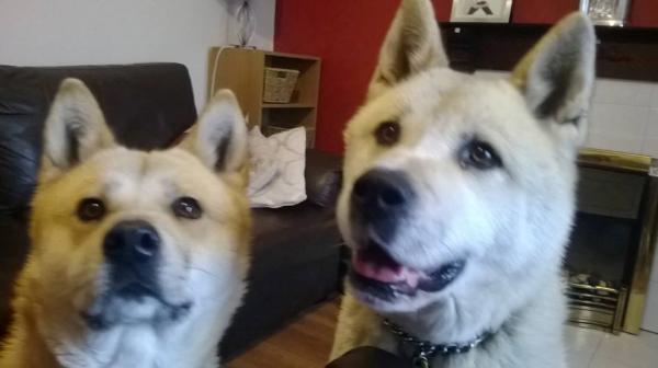 SHOW OFF YOUR DOGS! We can finally post photos here!