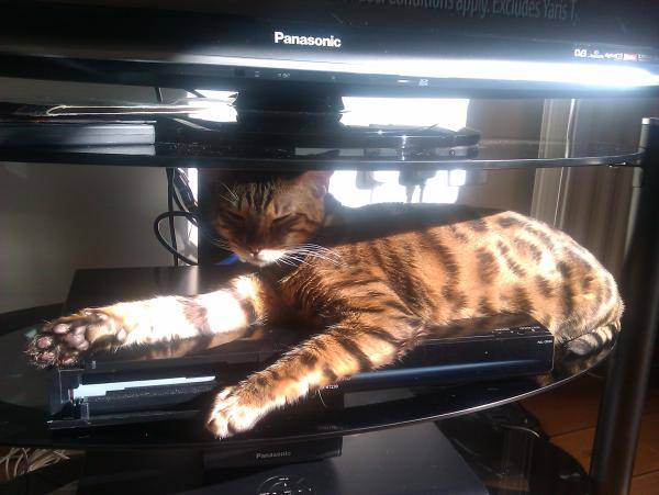 Thread to post photos of your cats