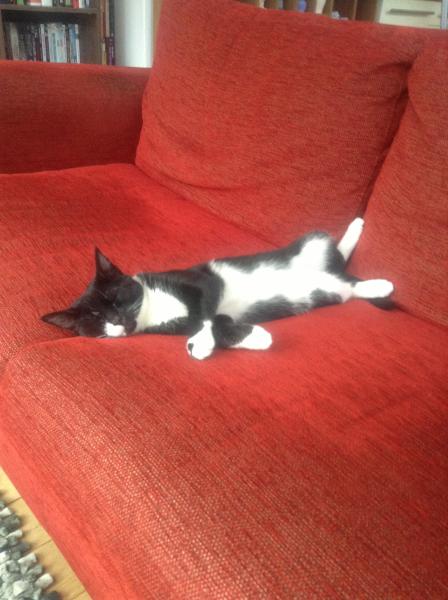 Thread to post photos of your cats