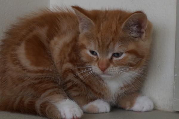 9 week old kitten with diahorrea
