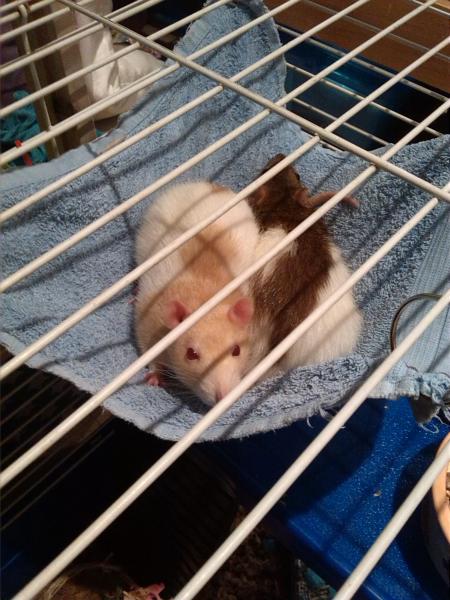 Get your furries out!!