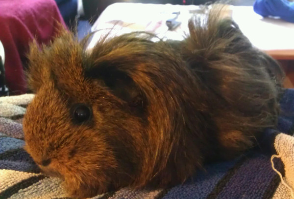 Get your furries out!!