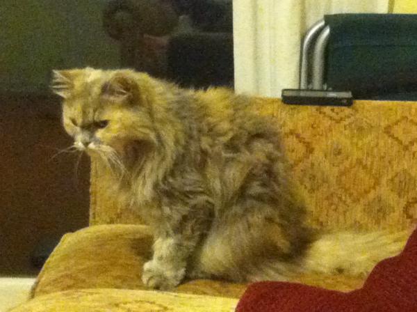 Showing off my lovely 14 year old rescue cat