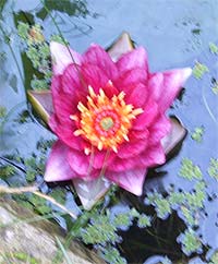 Steak and blowjob day