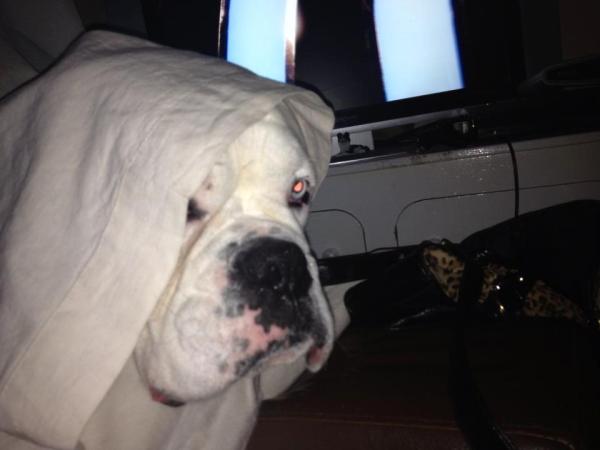Does your dog make you feel safe?