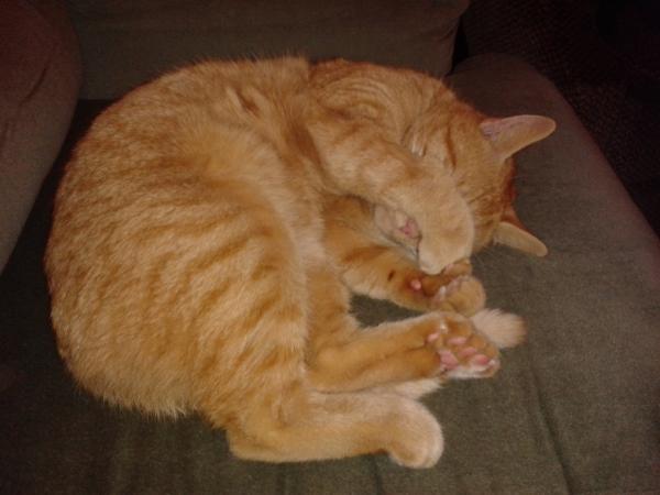 Showing off my lovely 14 year old rescue cat