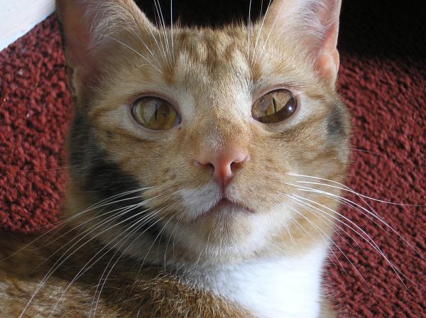 Share your favourite pet pictures for a chance to win £100 John Lewis voucher and copies of Jacqueline Wilson's Paws and Whiskers
