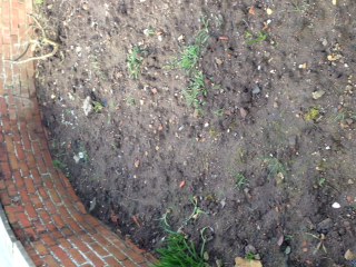 How to salvage this soil into something beautiful? (pics)