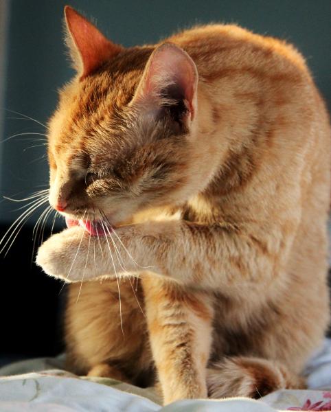 Share your favourite pet pictures for a chance to win £100 John Lewis voucher and copies of Jacqueline Wilson's Paws and Whiskers