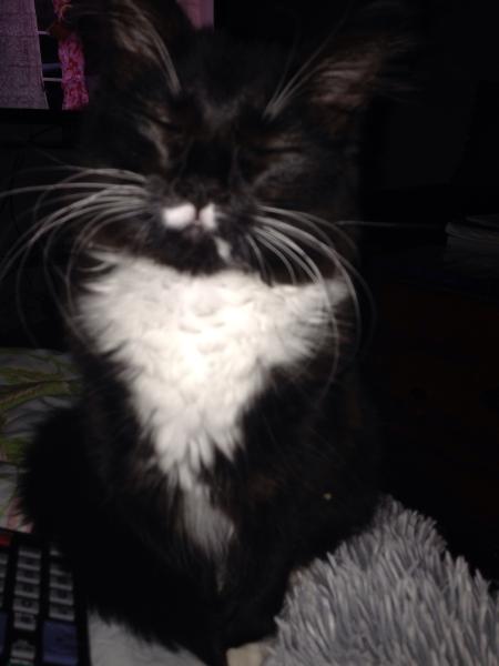 Reasons not to buy a pedigree kitten......