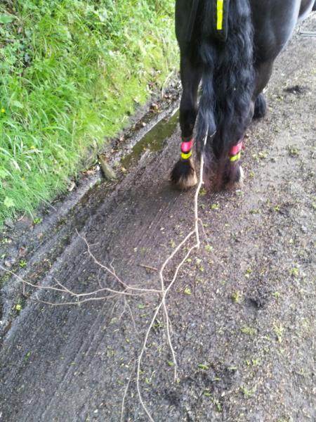 have you ever got your tail stuck in a fallen tree?