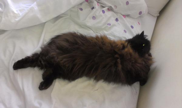Thread to post photos of your cats